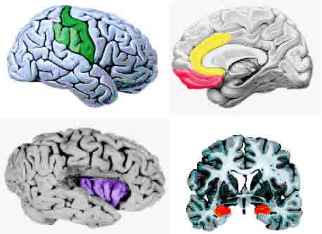 Brain regions