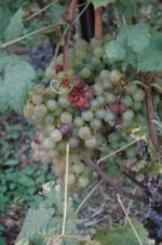 uvas